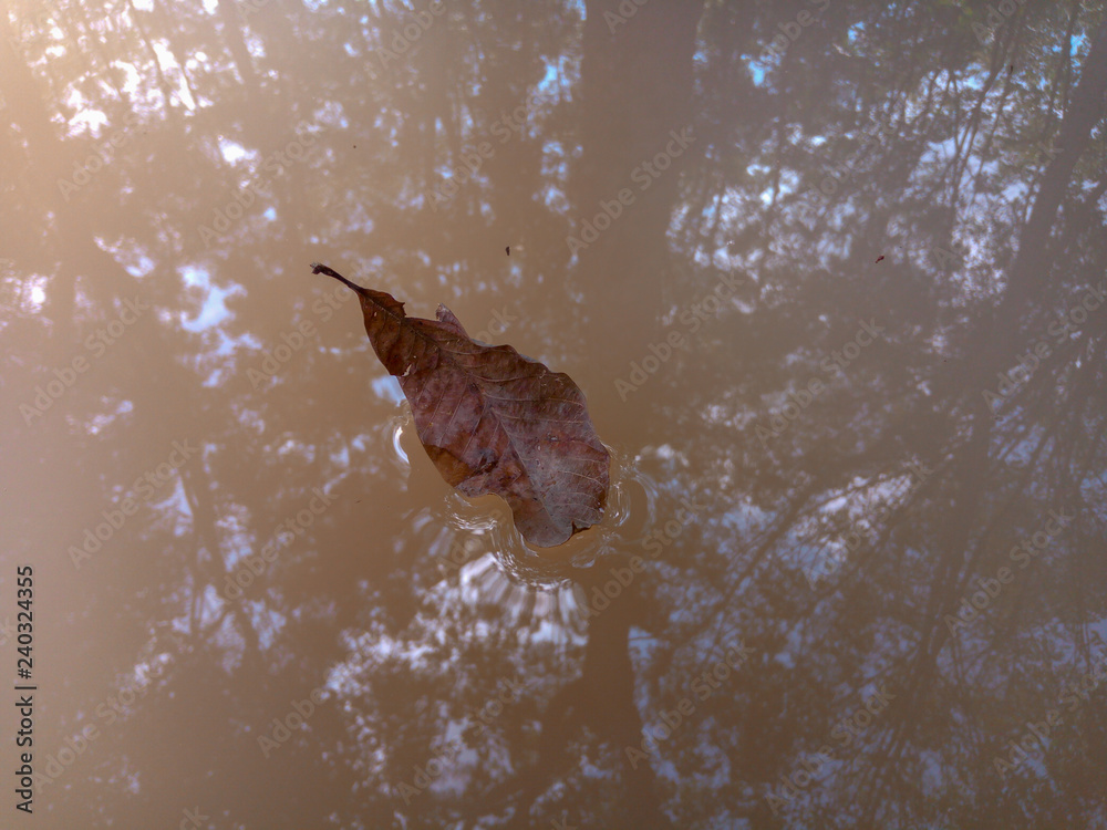 Obraz premium Leaf on the water 