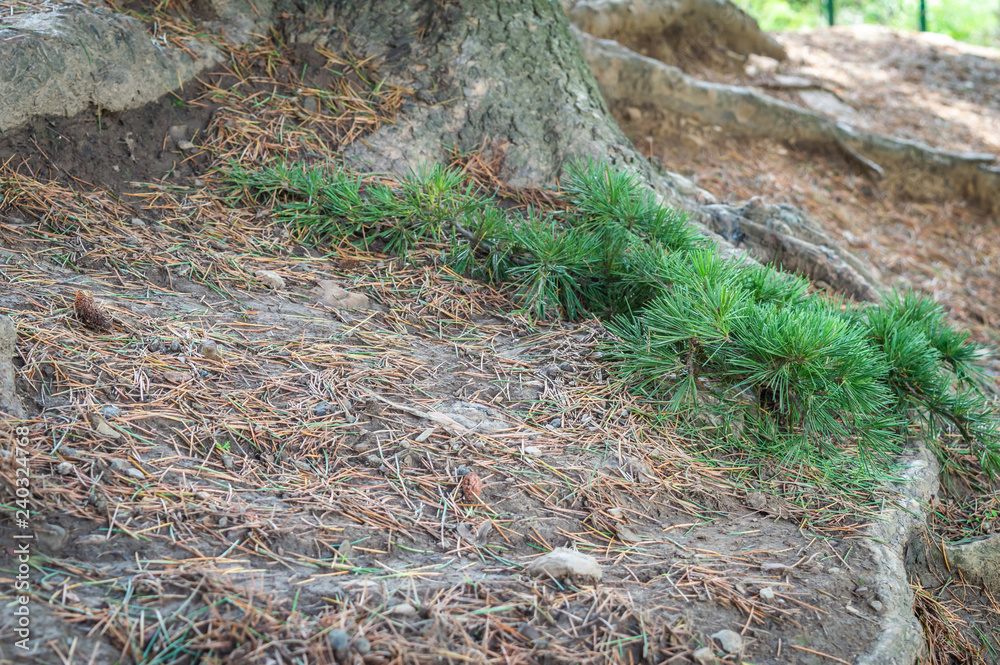 Brown and green pointed leaves of pine trees fallen on ground Brown and green pointed leaves of pine trees fallen on ground