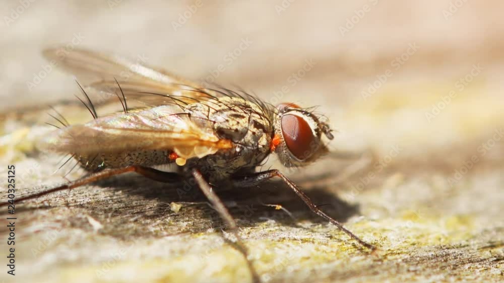 Common Housefly Resting on a Log Common Housefly Resting on a Log