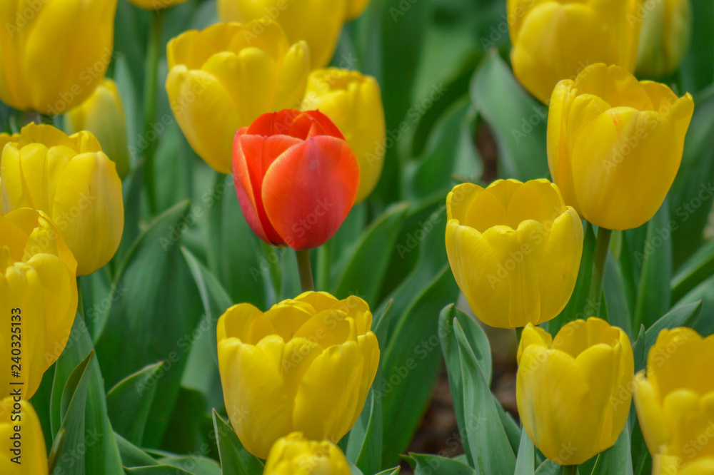 Selective red coloured Tulip flower with a bunch of yellow Tulips Selective red coloured Tulip flower with a bunch of yellow Tulips