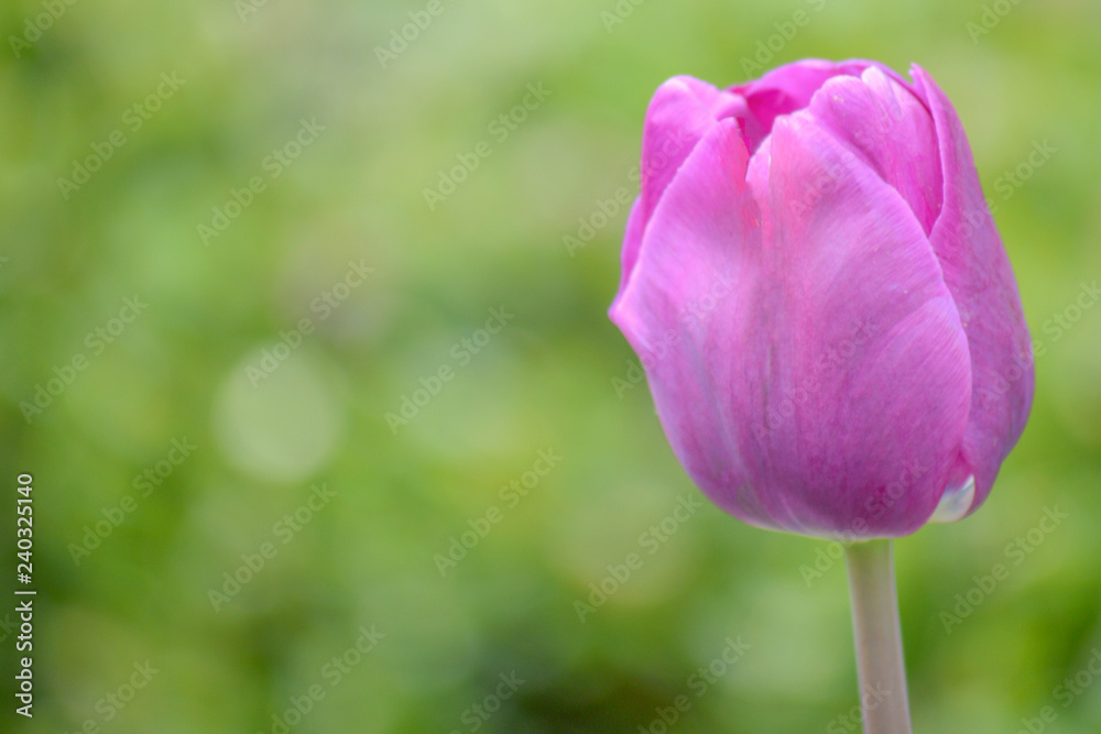 A purple coloured tulip against a green background in the Tulip Garden at Srinagar in Kashmir A purple coloured tulip against a green background in the Tulip Garden at Srinagar in Kashmir