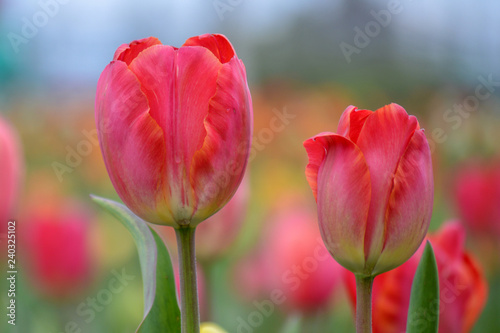 Pink tulip flowers with other tulips out of focus in Tulip Garden in Kashmir