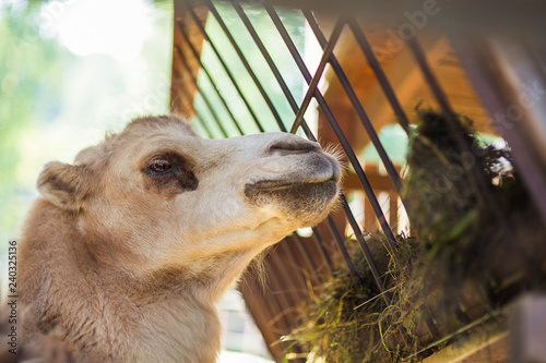 Camel in front of the manger with grass in the zoo. Portrait.