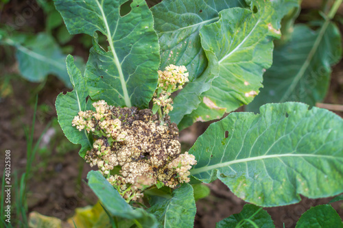 Severe fungal attack of Sclerotinia sclerotiorum on cauliflower