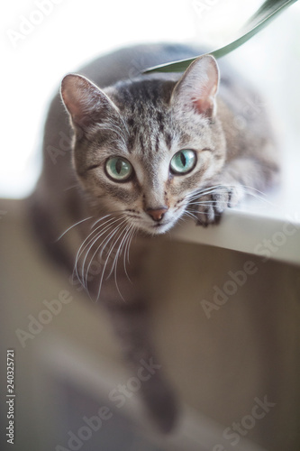 Fototapeta Naklejka Na Ścianę i Meble -  A beautiful cat at the window is dangling his paw