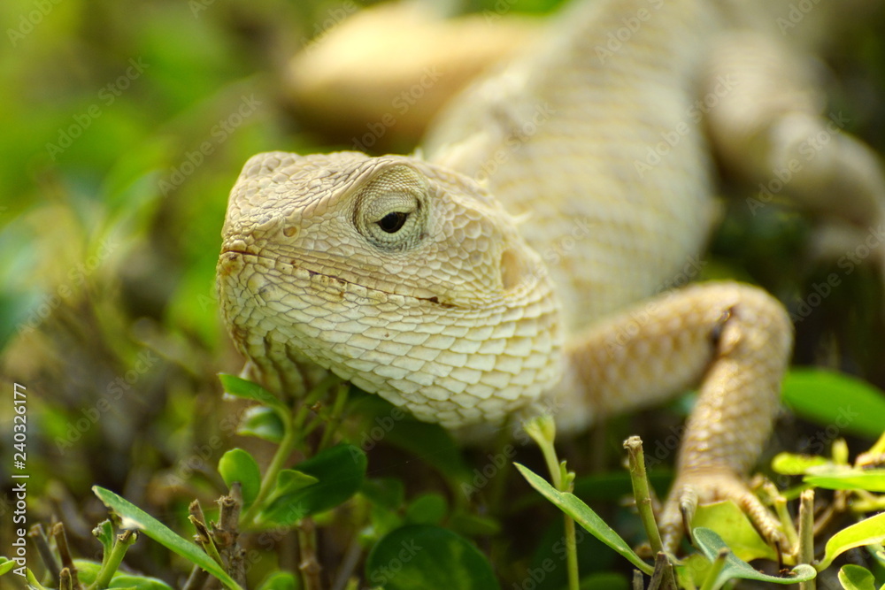 Obraz premium lizard