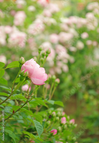 Clusters of  Polyantha Roses