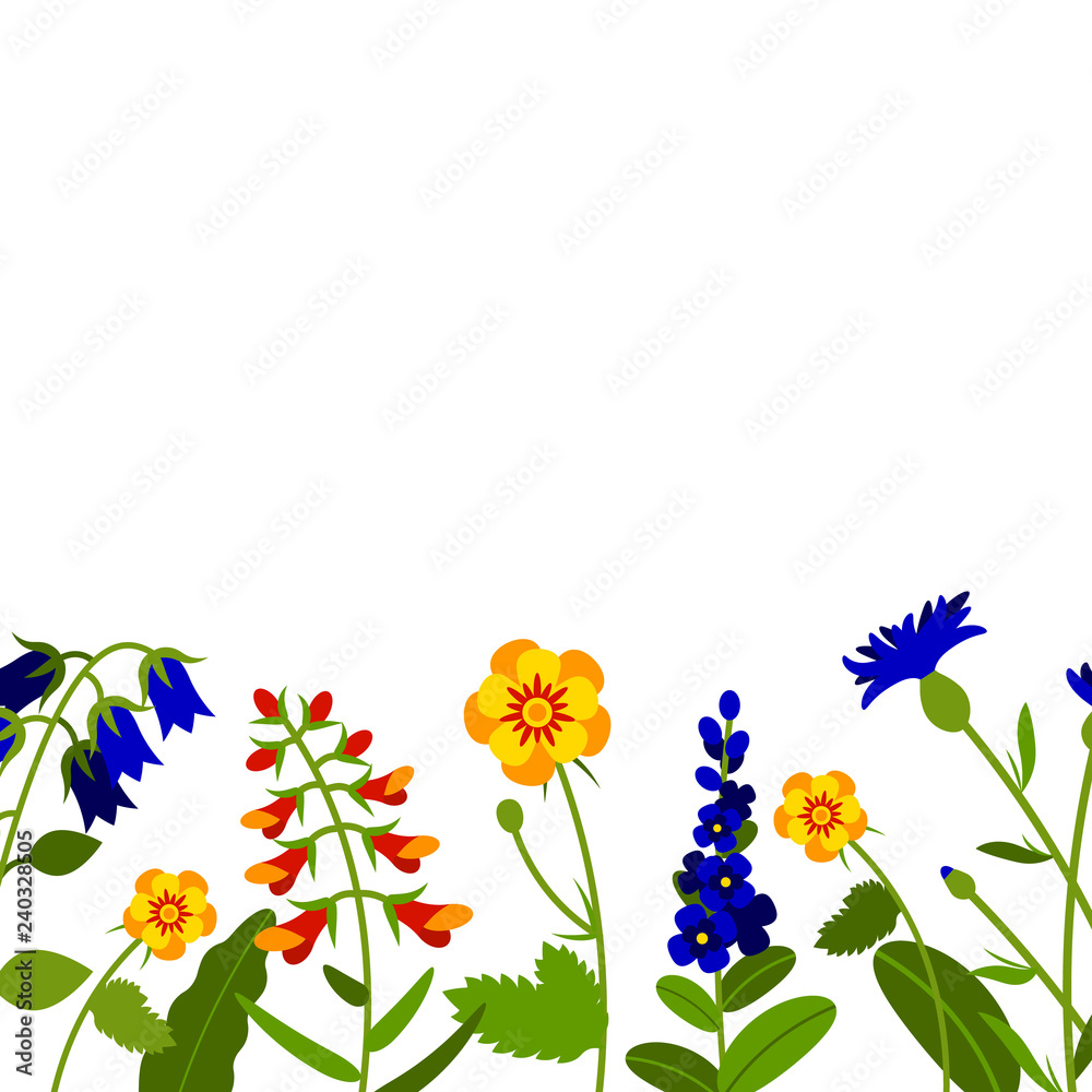 Horizontal border with field flowers isolated on white. Vector illustration. Summer flowers design.