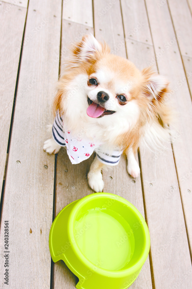 ドッグ チワワ かわいい 愛らしい 笑顔 癒やし 犬 ポートレート Stock Photo Adobe Stock