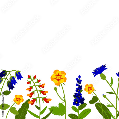 Horizontal border with field flowers isolated on white. Vector illustration. Summer flowers design.