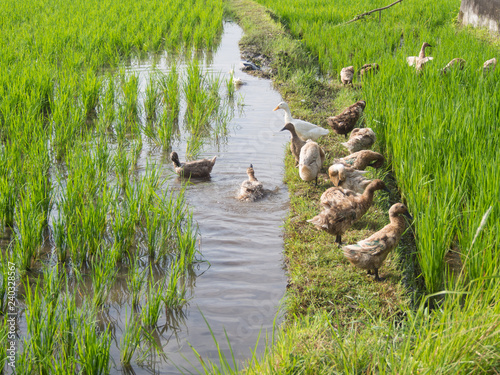 local ducks swimming and feeding in wet rice paddy field 