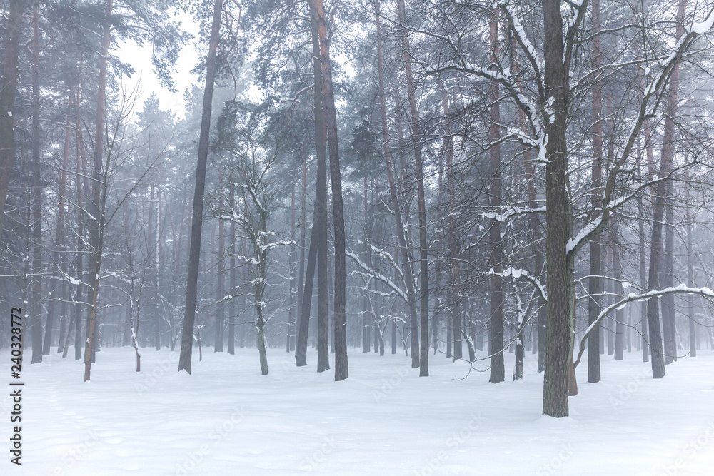 misty park in winter with trees covered with snow against grey sky background misty park in winter with trees covered with snow against grey sky background