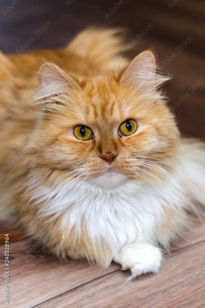 Fototapeta premium red and white fluffy cat