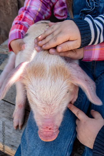White pig with black spots of breed pietren sits on hand's farmer's daughter. Children play with newborn piglet in farmyard yard. Preschoolers love to spend vacations in countryside. Selective focus