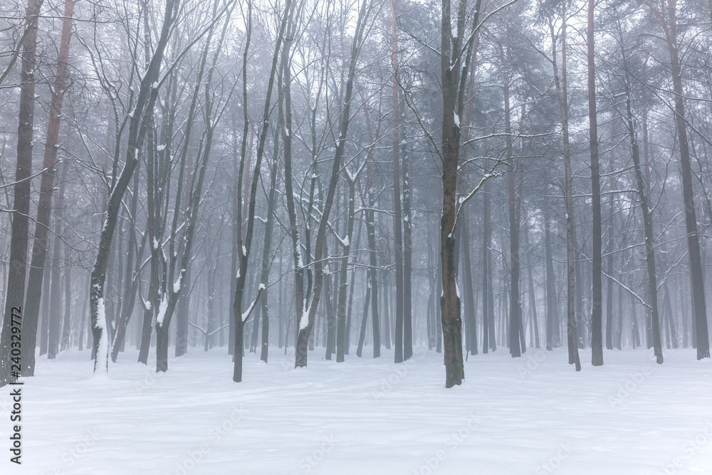 nature in winter. park trees standing in fog in white snow during foggy weather