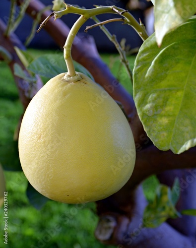Lemon