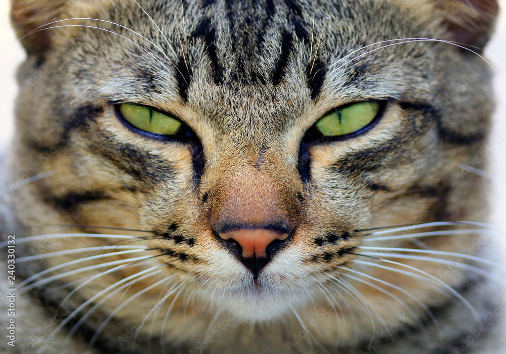 The face of a natural cat close-up. The face of a natural cat close-up.