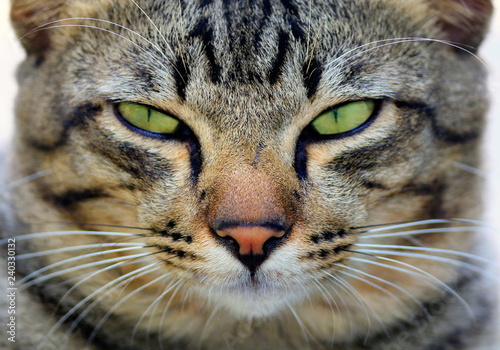 The face of a natural cat close-up.