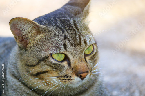 The face of a natural cat close-up.