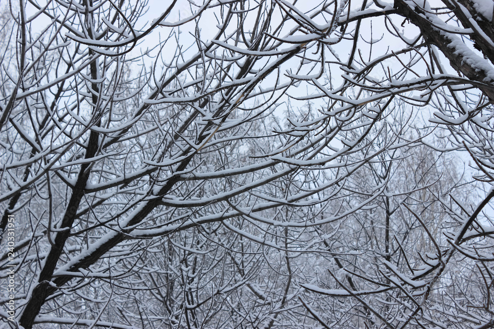 Snow covered tree branches. Snow covered tree branches.