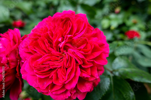 One red rose in the garden © Anton Gvozdikov