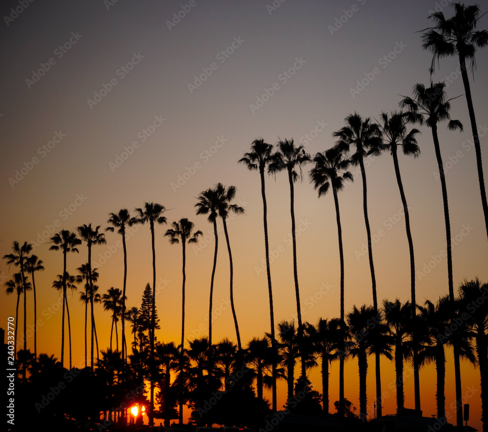 Palm Trees at Sunset along the beach in La Jolla, California