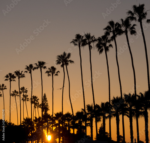 Palm Trees at Sunset along the beach in La Jolla, California