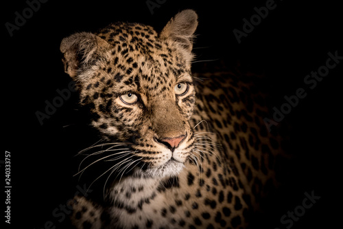 Extreme close up portrait of adult female leopard in spotlight