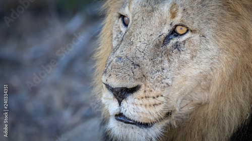 Close up portrait of male lion resting under a tree during the heat of the day.