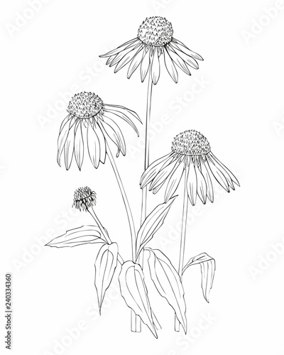 Botanical vector hand drawn Echinacea illustration. Detailed image.