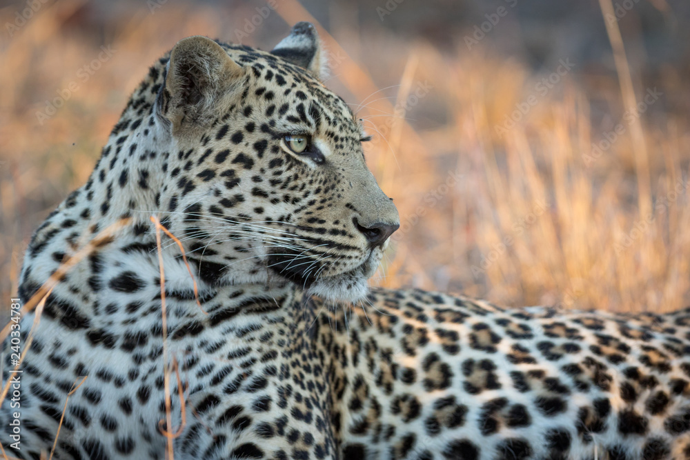 Fototapeta premium Male leopard resting underneath big Amarula tree after feeding on its kill.