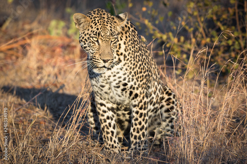 Majestic looking leopard in Sabi Sands as seen on a game drive.