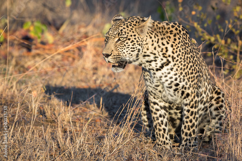 Huge male leopard scouting for potential prey across the African savannah.