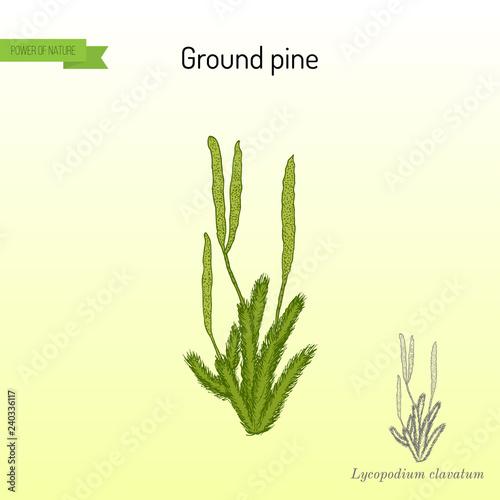 Ground pine Lycopodium clavatum , or common club moss, medicinal plant