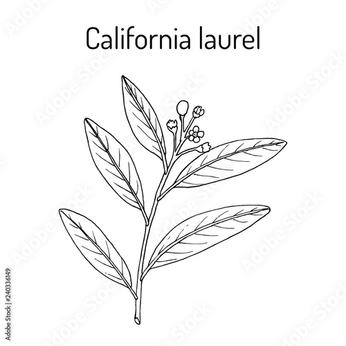 California laurel Umbellularia californica , or Oregon myrtle