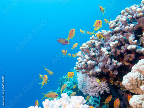 Colorful coral reef with shoal of fishes scalefin anthias in tropical sea
