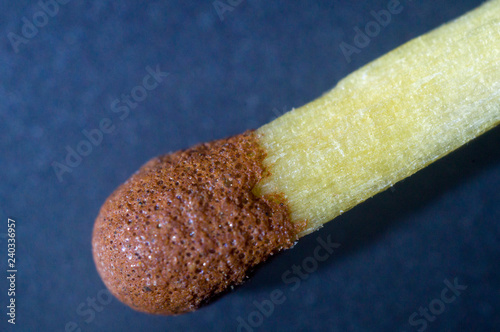 Wooden match. Macro close up