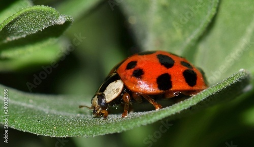 A timid Multicolored Asian Lady Beetle takes refuge on a Barometer Bush leaf. These lady beetles come in many colors and spot numbers, but their head pattern remains the same.