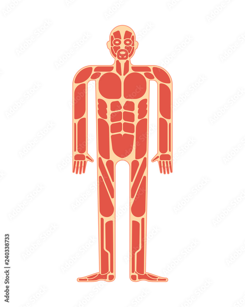 Muscular Anatomy Muscles System Human Body System Stock Vektorgrafik