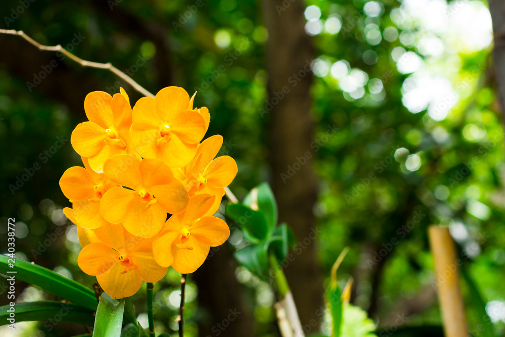 Yellow orchid From nature Yellow orchid From nature