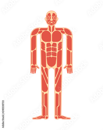 Muscular anatomy. Muscles system human body system.