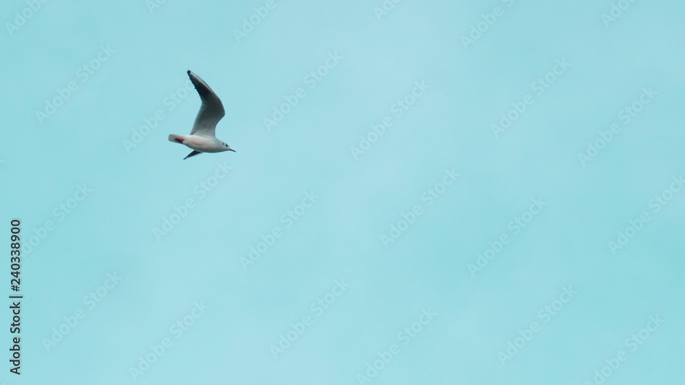 seagull flying in the blue sky seagull flying in the blue sky