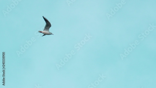 seagull flying in the blue sky © cankut