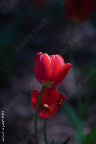 Garvin Woodland Gardens Tulip Festival 
