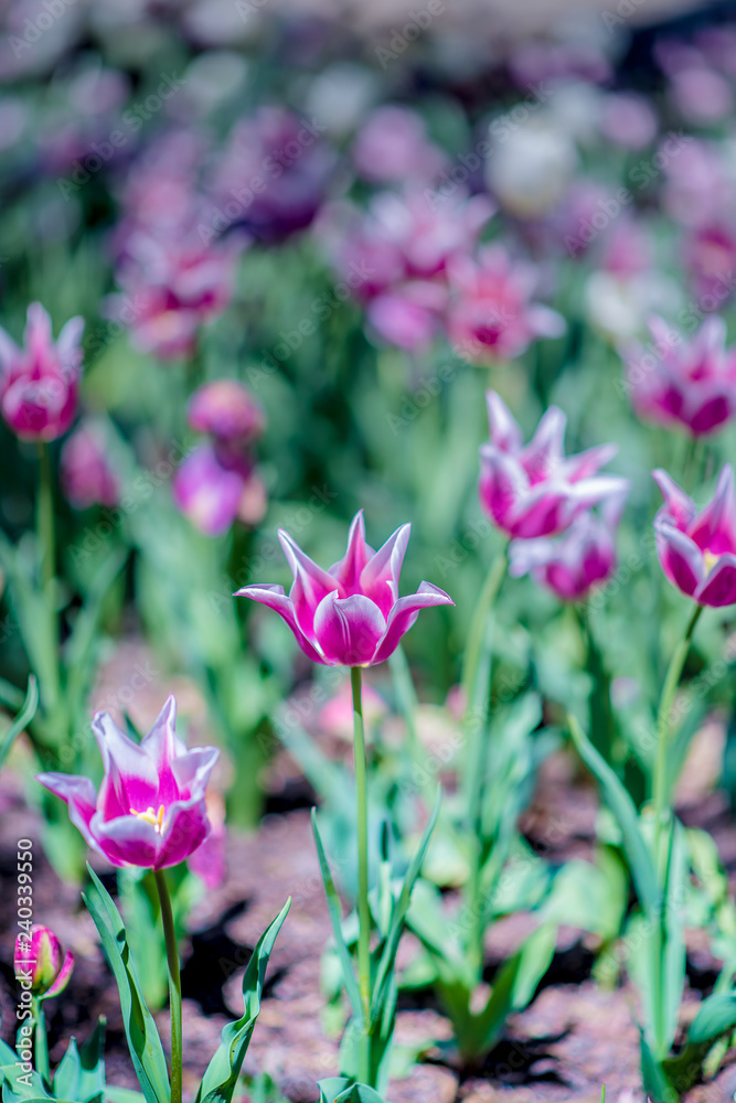 Garvin Woodland Gardens Tulip Festival Garvin Woodland Gardens Tulip Festival