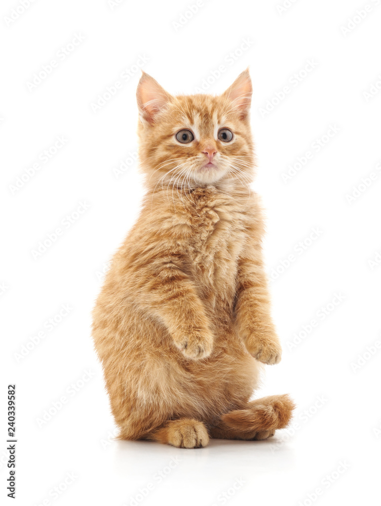 Obraz premium Kitten stands on its hind legs.