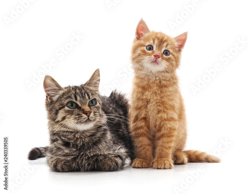 Two small kittens.