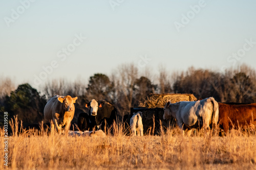 Beef cattle gathered near round bale feeder photo