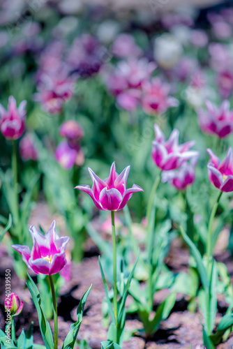 Garvin Woodland Gardens Tulip Festival 