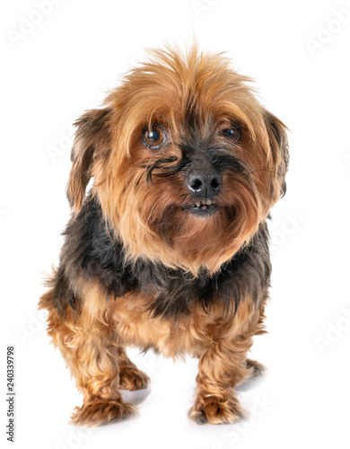 yorkshire terrier in studio